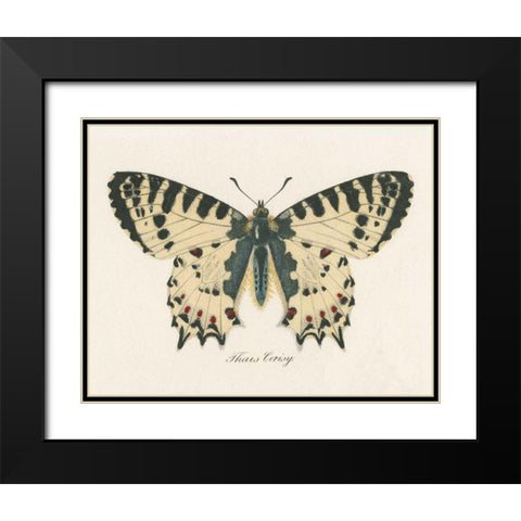 Natures Butterfly I Black Modern Wood Framed Art Print with Double Matting by Wild Apple Portfolio