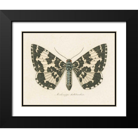 Natures Butterfly II Black Modern Wood Framed Art Print with Double Matting by Wild Apple Portfolio