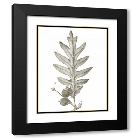 Histoire Naturelle Leaves I Black Modern Wood Framed Art Print with Double Matting by Wild Apple Portfolio
