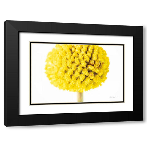 Craspedia IV Black Modern Wood Framed Art Print with Double Matting by Catterall, Elise