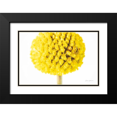Craspedia IV Black Modern Wood Framed Art Print with Double Matting by Catterall, Elise