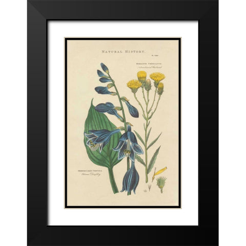 Botanical Print I Black Modern Wood Framed Art Print with Double Matting by Wild Apple Portfolio