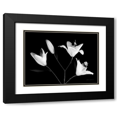 Spray of Lilies Black Modern Wood Framed Art Print with Double Matting by Catterall, Elise