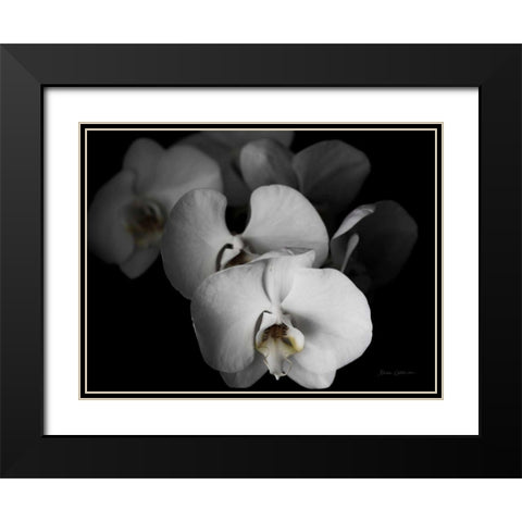 White Orchid I Black Modern Wood Framed Art Print with Double Matting by Catterall, Elise