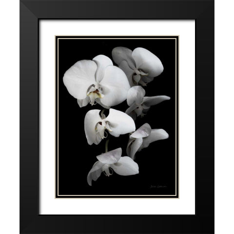 White Orchid III Black Modern Wood Framed Art Print with Double Matting by Catterall, Elise