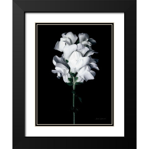 White Snapdragon Black Modern Wood Framed Art Print with Double Matting by Catterall, Elise
