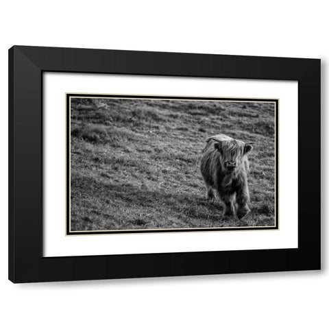 Highland Cow Calf in the Wind Black Modern Wood Framed Art Print with Double Matting by Larson, Nathan