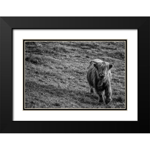 Highland Cow Calf in the Wind Black Modern Wood Framed Art Print with Double Matting by Larson, Nathan
