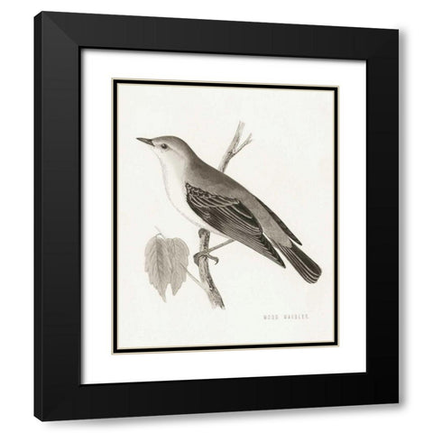 Engraved Birds III BW Black Modern Wood Framed Art Print with Double Matting by Wild Apple Portfolio