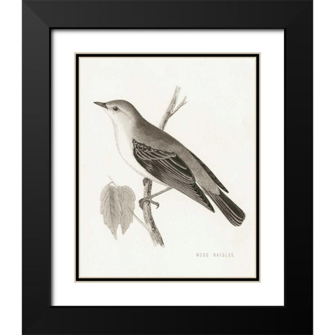 Engraved Birds III BW Black Modern Wood Framed Art Print with Double Matting by Wild Apple Portfolio