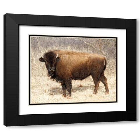 American Bison I Black Modern Wood Framed Art Print with Double Matting by Van Swearingen, Debra