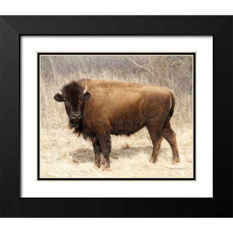American Bison I Black Modern Wood Framed Art Print with Double Matting by Van Swearingen, Debra