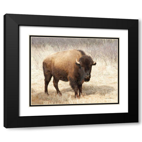 American Bison II Black Modern Wood Framed Art Print with Double Matting by Van Swearingen, Debra
