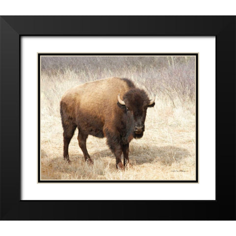 American Bison II Black Modern Wood Framed Art Print with Double Matting by Van Swearingen, Debra