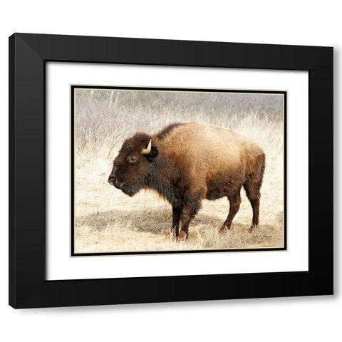 American Bison III Black Modern Wood Framed Art Print with Double Matting by Van Swearingen, Debra