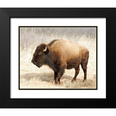 American Bison III Black Modern Wood Framed Art Print with Double Matting by Van Swearingen, Debra
