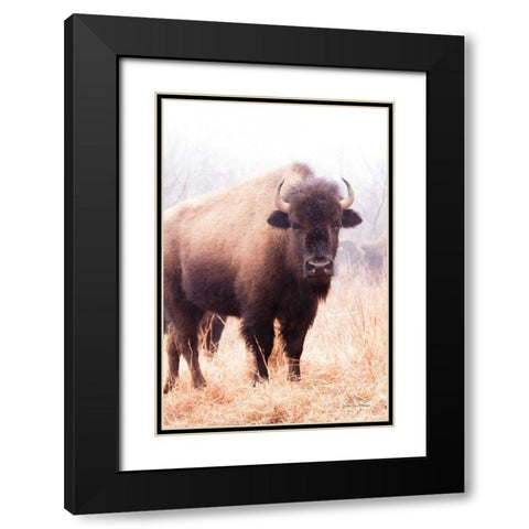 American Bison V Black Modern Wood Framed Art Print with Double Matting by Van Swearingen, Debra