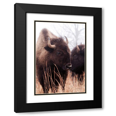 American Bison VI Black Modern Wood Framed Art Print with Double Matting by Van Swearingen, Debra