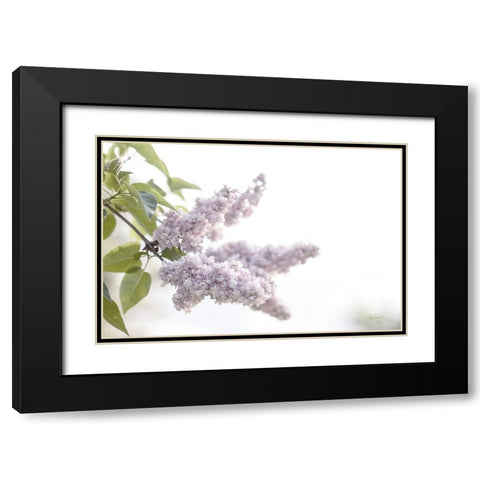 Pale Lilacs I Black Modern Wood Framed Art Print with Double Matting by Schlabach, Sue