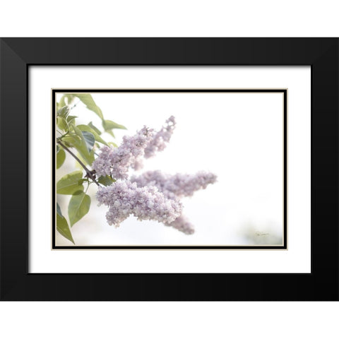 Pale Lilacs I Black Modern Wood Framed Art Print with Double Matting by Schlabach, Sue