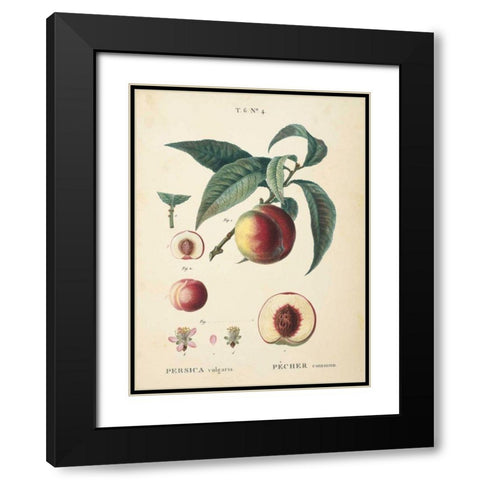 Peaches II Black Modern Wood Framed Art Print with Double Matting by Wild Apple Portfolio