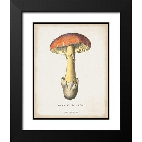 Mushroom Study IV Black Modern Wood Framed Art Print with Double Matting by Wild Apple Portfolio
