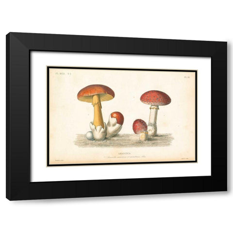 French Mushrooms I Black Modern Wood Framed Art Print with Double Matting by Wild Apple Portfolio