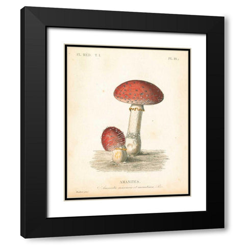 French Mushrooms III Black Modern Wood Framed Art Print with Double Matting by Wild Apple Portfolio