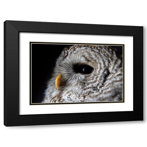 Barred Owl Portrait Black Modern Wood Framed Art Print with Double Matting by Larson, Nathan