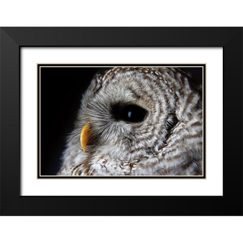 Barred Owl Portrait Black Modern Wood Framed Art Print with Double Matting by Larson, Nathan