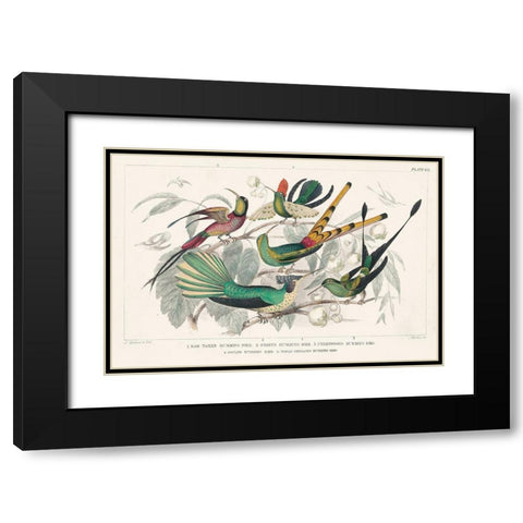 Hummingbirds Chart Black Modern Wood Framed Art Print with Double Matting by Wild Apple Portfolio