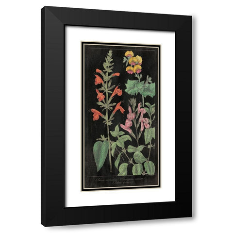 Salvia Florals I on Black Black Modern Wood Framed Art Print with Double Matting by Wild Apple Portfolio