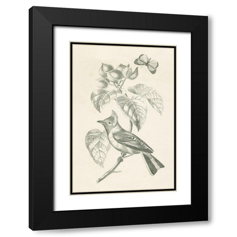 French Bird Drawing Black Modern Wood Framed Art Print with Double Matting by Wild Apple Portfolio