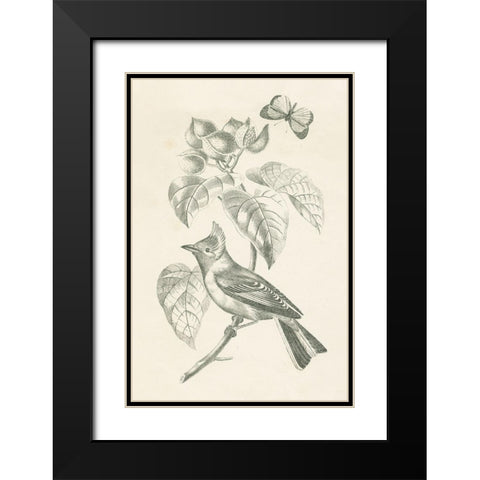 French Bird Drawing Black Modern Wood Framed Art Print with Double Matting by Wild Apple Portfolio
