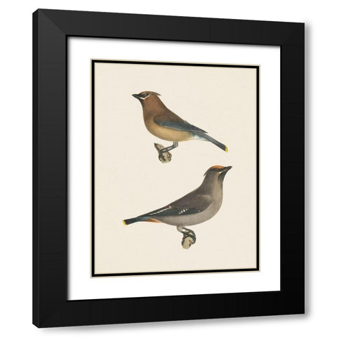 Cedar Waxwings Bright Black Modern Wood Framed Art Print with Double Matting by Wild Apple Portfolio