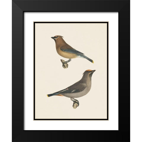 Cedar Waxwings Bright Black Modern Wood Framed Art Print with Double Matting by Wild Apple Portfolio