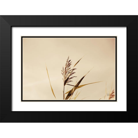 Summer Reeds II Black Modern Wood Framed Art Print with Double Matting by Larson, Nathan
