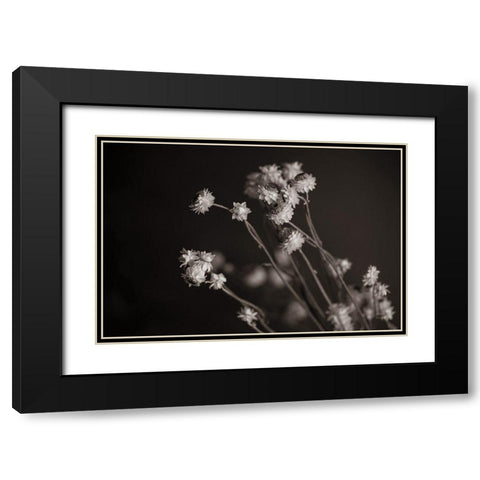 Daisy Study Black Modern Wood Framed Art Print with Double Matting by Larson, Nathan