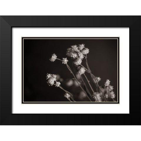 Daisy Study Black Modern Wood Framed Art Print with Double Matting by Larson, Nathan