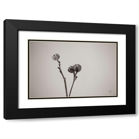Daylily Pod Study Black Modern Wood Framed Art Print with Double Matting by Larson, Nathan