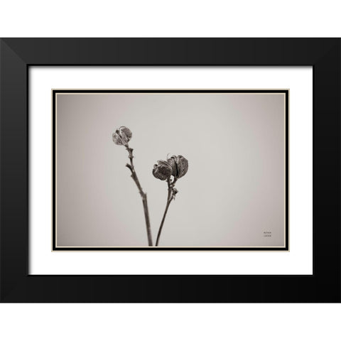 Daylily Pod Study Black Modern Wood Framed Art Print with Double Matting by Larson, Nathan