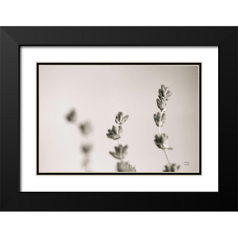 Lavender Study Black Modern Wood Framed Art Print with Double Matting by Larson, Nathan