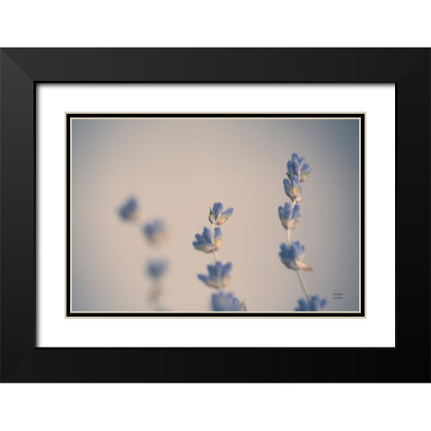 Lavender Study Color Black Modern Wood Framed Art Print with Double Matting by Larson, Nathan