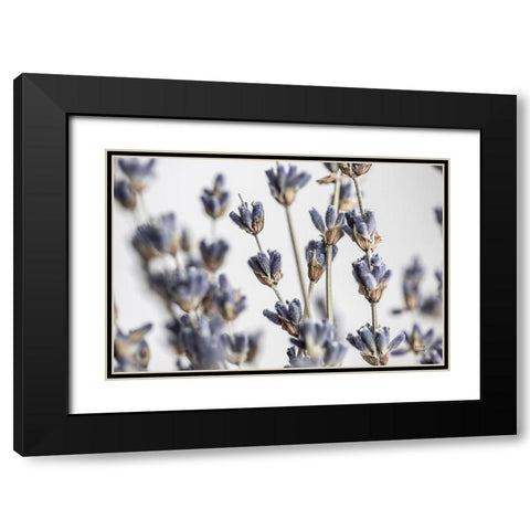 Lavender Bouquet Black Modern Wood Framed Art Print with Double Matting by Larson, Nathan