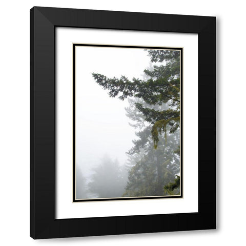 Majestic Pines II Black Modern Wood Framed Art Print with Double Matting by Van Swearingen, Debra