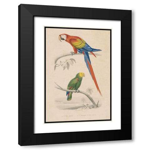 Parrot Study Black Modern Wood Framed Art Print with Double Matting by Wild Apple Portfolio