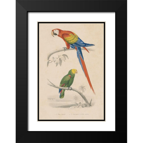 Parrot Study Black Modern Wood Framed Art Print with Double Matting by Wild Apple Portfolio