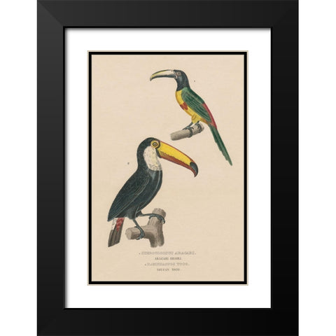 Toucan Study Black Modern Wood Framed Art Print with Double Matting by Wild Apple Portfolio