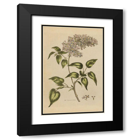 Herbal Botanical I Crop II Black Modern Wood Framed Art Print with Double Matting by Wild Apple Portfolio