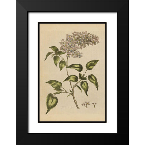 Herbal Botanical I Crop II Black Modern Wood Framed Art Print with Double Matting by Wild Apple Portfolio